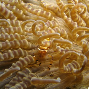 Shrimp in Anemone