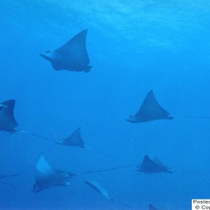 Eagle Ray Alley