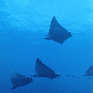 Eagle Ray Alley 2