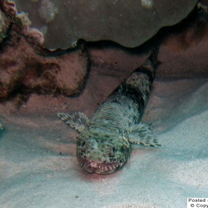 Orangemouth lizardfish