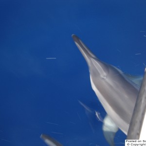 dolphins off the bow
