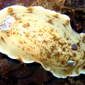 nudibranch 1