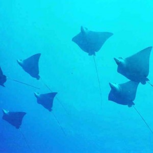 Eagle_rays_in_the_north