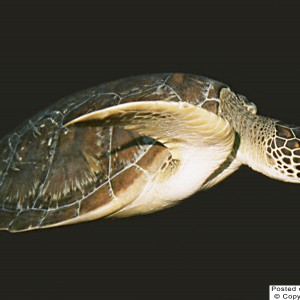 Kuredu Turtle