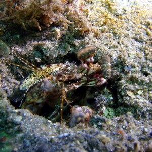 mantisshrimp1