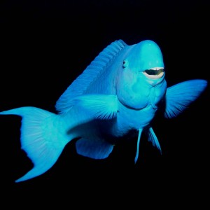 Blue_parrot_fish