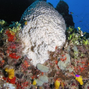 Coral_at_West_End_Wall