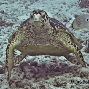1474_turtle_2A