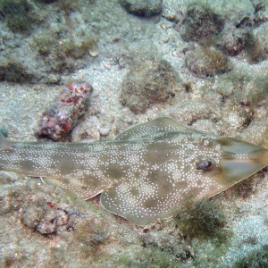 Guitarfish Lauderdale by the Sea Florida