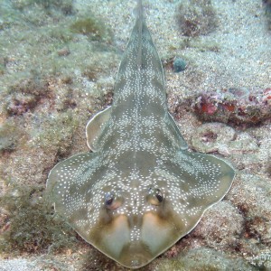 Guitarfish Lauderdale by the Sea Florida