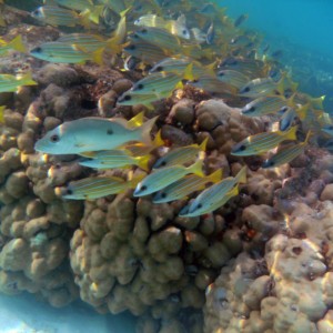 Maldives diving