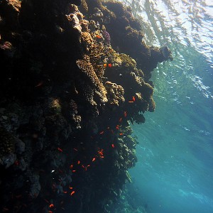 Nabq, Sharm el Sheikh, oct.2009, free diving, Panasonic DMC-FT1