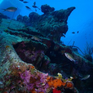 Bonaire Dive Trip