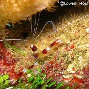 Coral shrimp