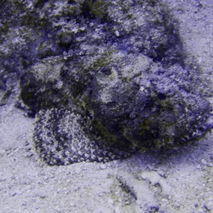 scorpionfish15