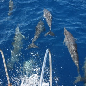 Dolphins Palau