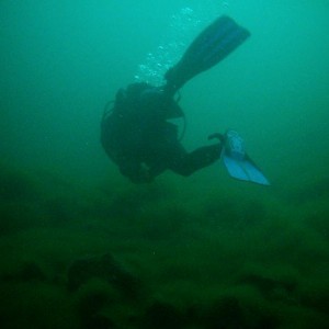 Diving at Komati springs