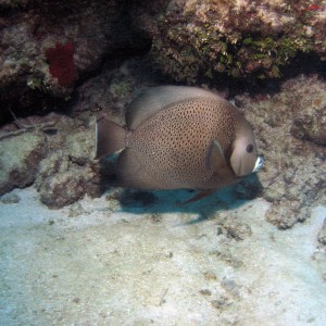 Florida Keys Looe Reef