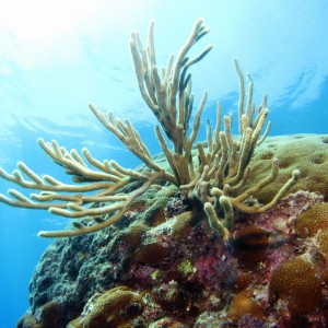 Florida Keys Looe Reef