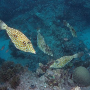 Looe Reef