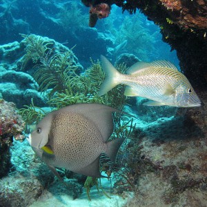 Looe Reef