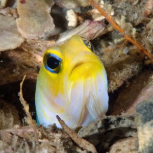 yellow_jawfish