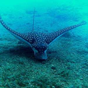 sportted eagle ray at blue heron bridge