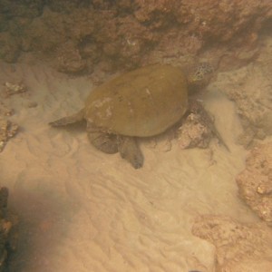 Male Turtle