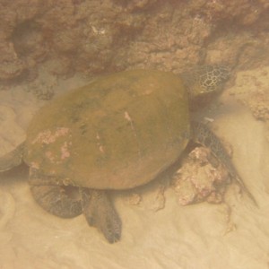 Male Turtle up closer