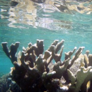 corals at the barrier reef
