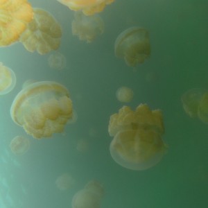 Jellyfish Invasion