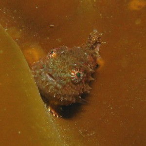 Pacific Spiny Lumpsucker