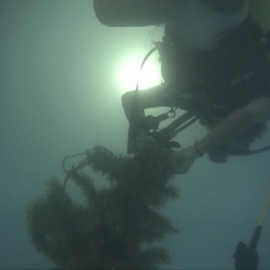 An Underwater Christmas - Tree Tops