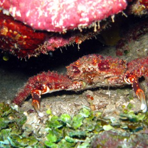 Crab40
