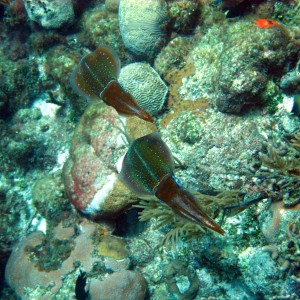 CuttleFish23