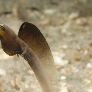 Blue Throat Pike Blenny displaying 11-22-9-75