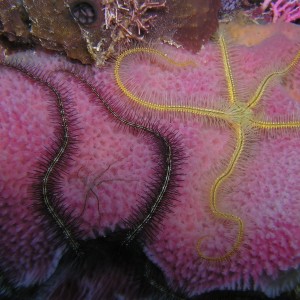 brittle starfish on a vase sponge