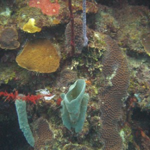 Sponges and Coral by Sam Osteen