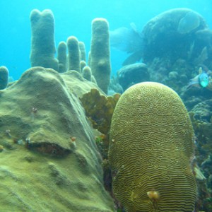 Coral Roatan