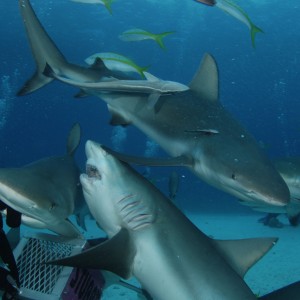 Shark diving with Stuart Cove, Bahamas 2009