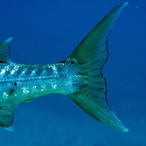 Tail End of Barracuda