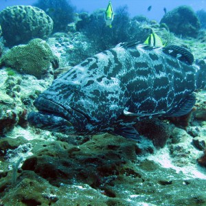 Black Grouper at Cleaning Station