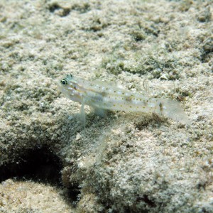 Pallid Goby