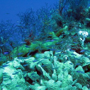 Healthy Cozumel Reef