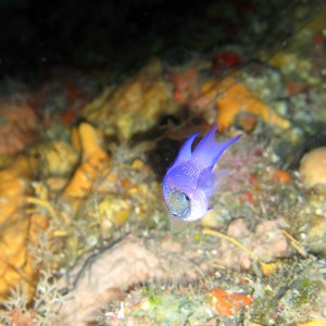 Sombody please identify me!!  I'm a beauty living on the Cozumel Reefs.