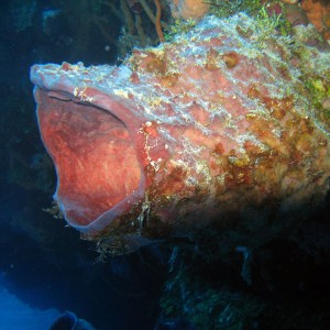Barrel Sponge on Cozumel Reefs