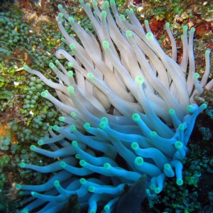 Green Tipped Giant Anemone