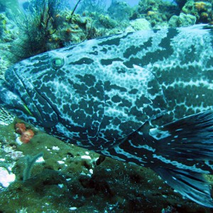 Black Grouper Getting Cleaned