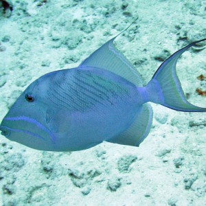 Queen Triggerfish