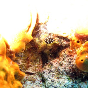 Juvenile Smooth Trunkfish